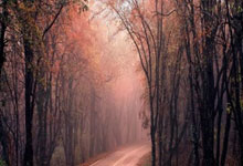 [图]帕夫洛维奇破门凯恩伤退 拜仁1-1勒沃库森.